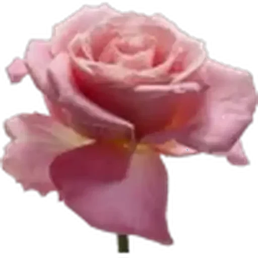 🤩 Стикер «Plants» для Telegram