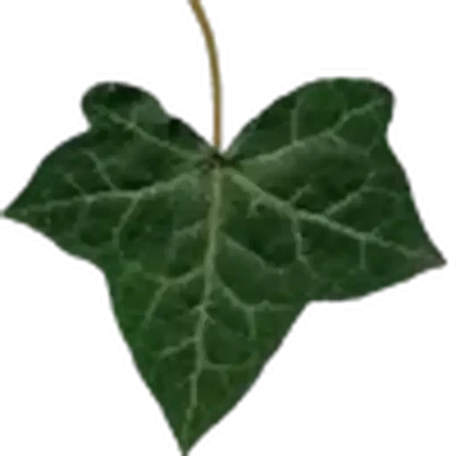 🤩 Стикер «Plants» для Telegram