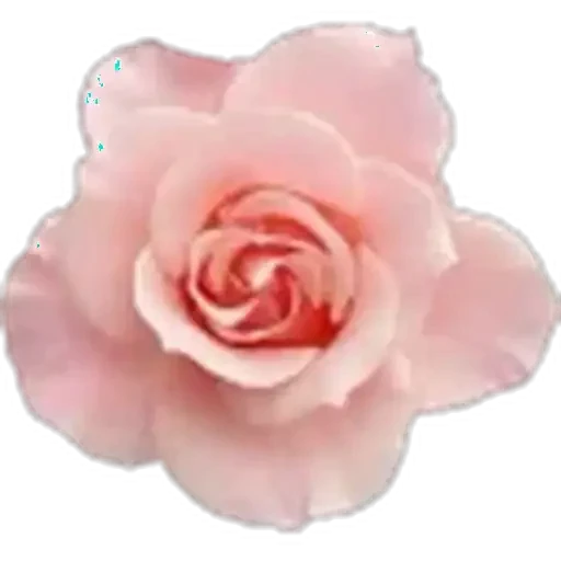 🤩 Стикер «Plants» для Telegram
