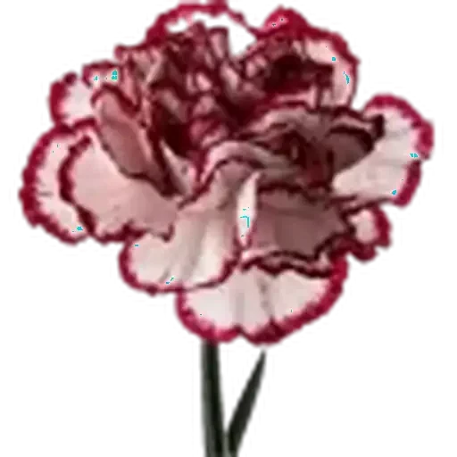 🤩 Стикер «Plants» для Telegram