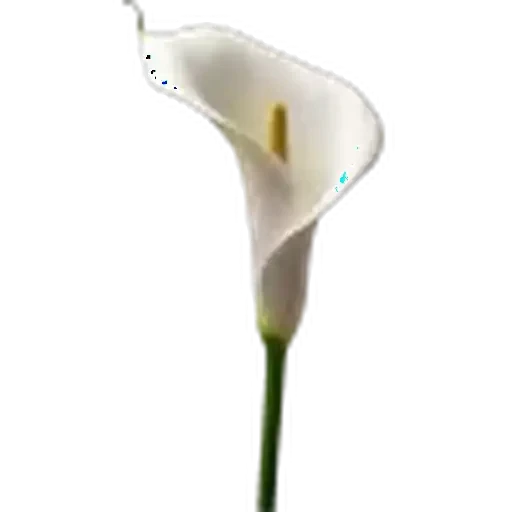 🤩 Стикер «Plants» для Telegram