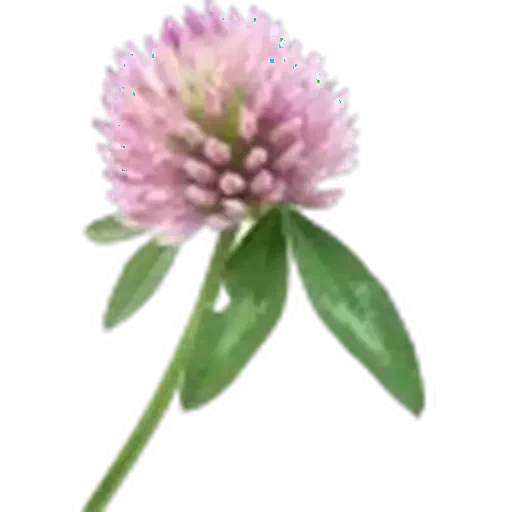 🤩 Стикер «Plants» для Telegram