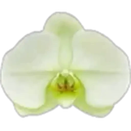 🤩 Стикер «Plants» для Telegram