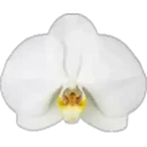 🤩 Стикер «Plants» для Telegram