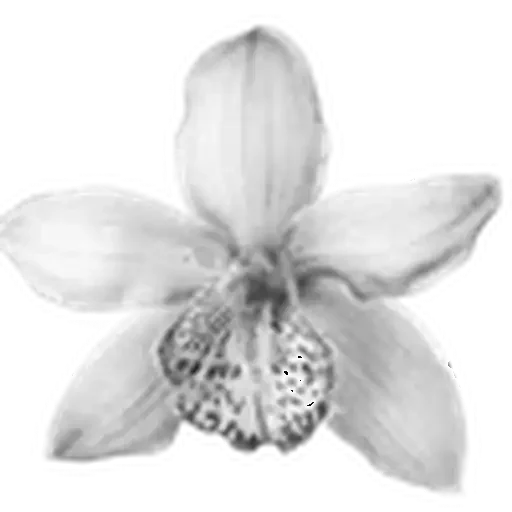 🌟 Стикер «Plants» для Telegram