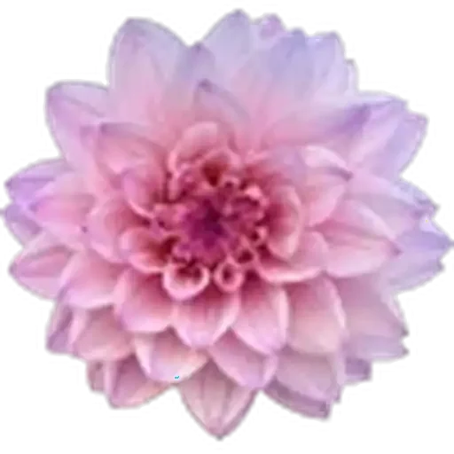 🤩 Стикер «Plants» для Telegram