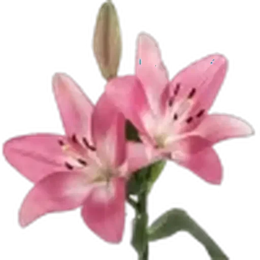 🤩 Стикер «Plants» для Telegram