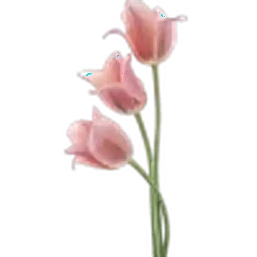 🤩 Стикер «Plants» для Telegram