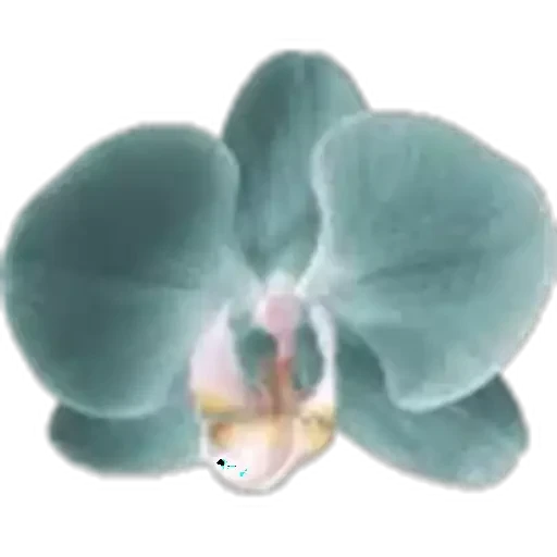 🤩 Стикер «Plants» для Telegram