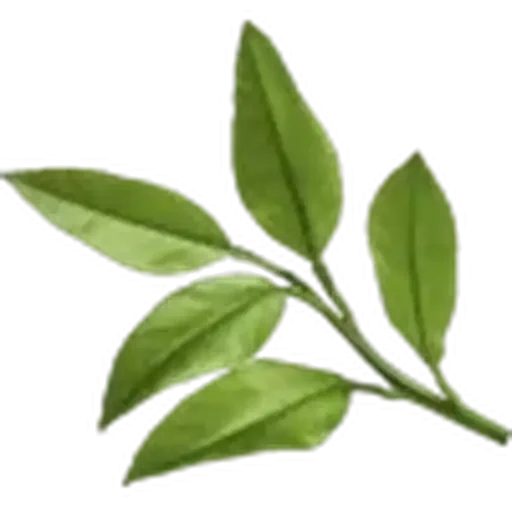 🤩 Стикер «Plants» для Telegram