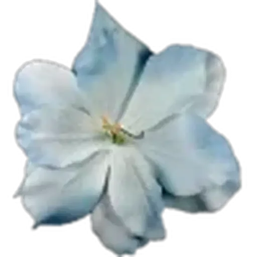 🤩 Стикер «Plants» для Telegram