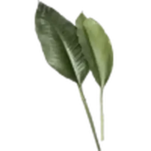 🤩 Стикер «Plants» для Telegram
