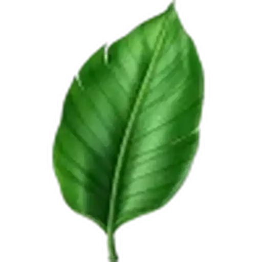 🤩 Стикер «Plants» для Telegram