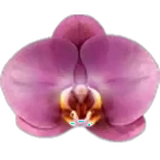 🤩 Стикер «Plants» для Telegram