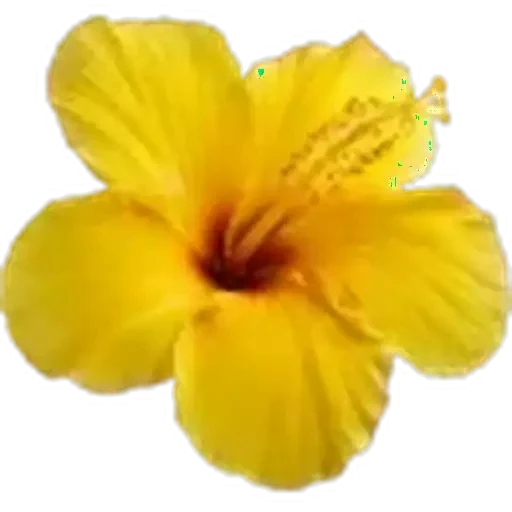 🤩 Стикер «Plants» для Telegram