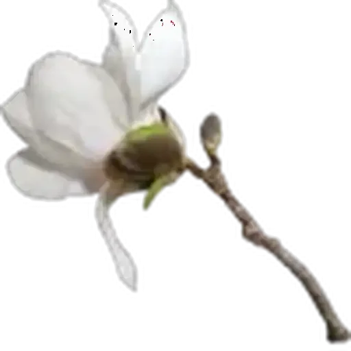 🤩 Стикер «Plants» для Telegram