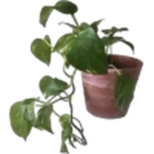 🤩 Стикер «Plants» для Telegram