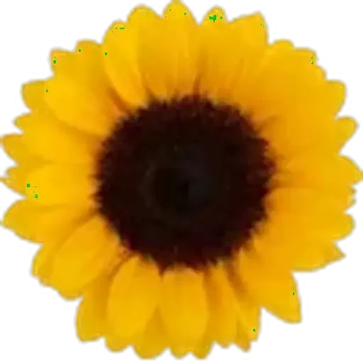 🤩 Стикер «Plants» для Telegram