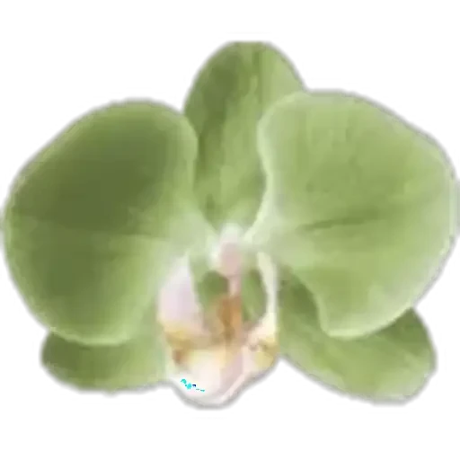 🤩 Стикер «Plants» для Telegram
