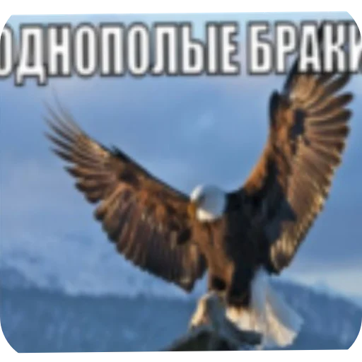 🐦 Стикер «похмелье» для Telegram