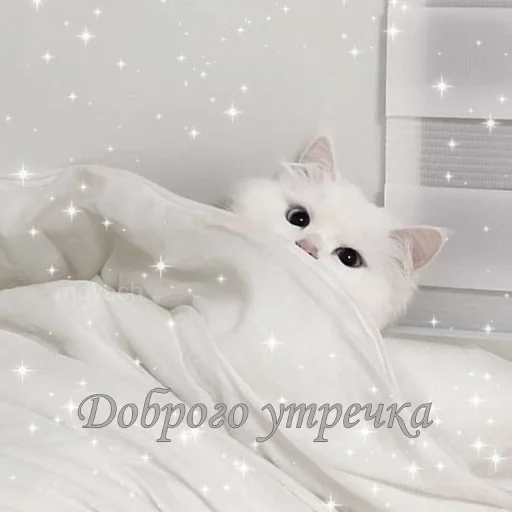 ☺️ Стикер «ты лапочка» для Telegram