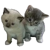 😴 Эмодзи «Popipopipu» для Telegram