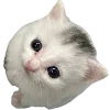 🫵 Эмодзи «Popipopipu» для Telegram