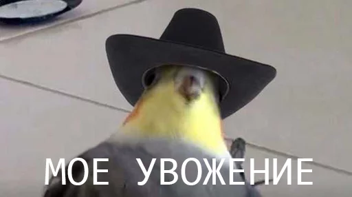 👍 Стикер «попуги и другие животные» для Telegram