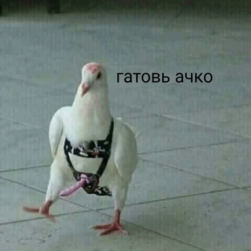 ❌ Стикер «Флекс папуги» для Telegram