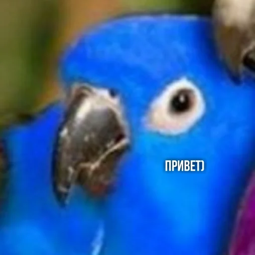 🤚 Стикер «Флекс папуги» для Telegram