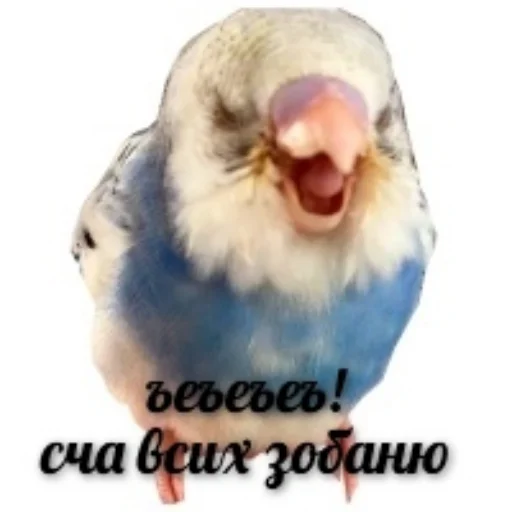 😡 Стикер «Флекс папуги» для Telegram