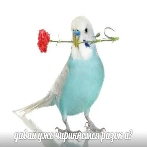 ❤️ Стикер «Флекс папуги» для Telegram