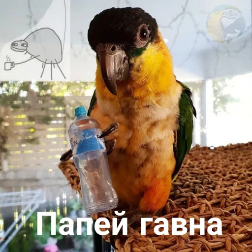 🍷 Стикер «Флекс папуги» для Telegram