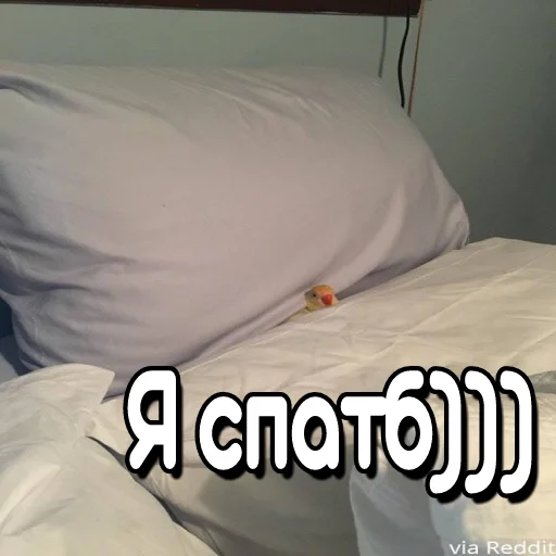 😴 Стикер «Флекс папуги» для Telegram
