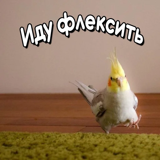 💃 Стикер «Флекс папуги» для Telegram