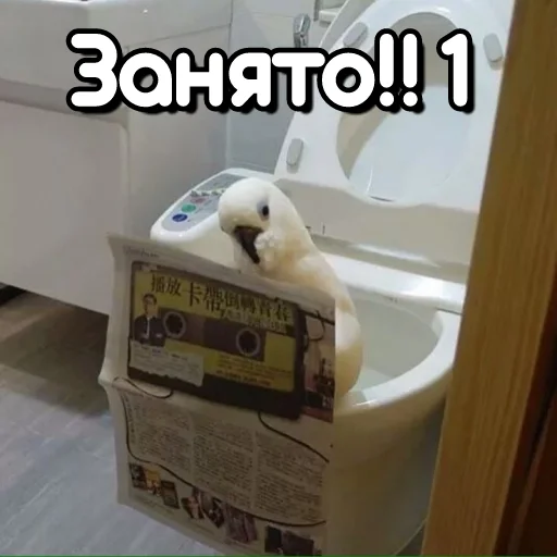 🥵 Стикер «Флекс папуги» для Telegram