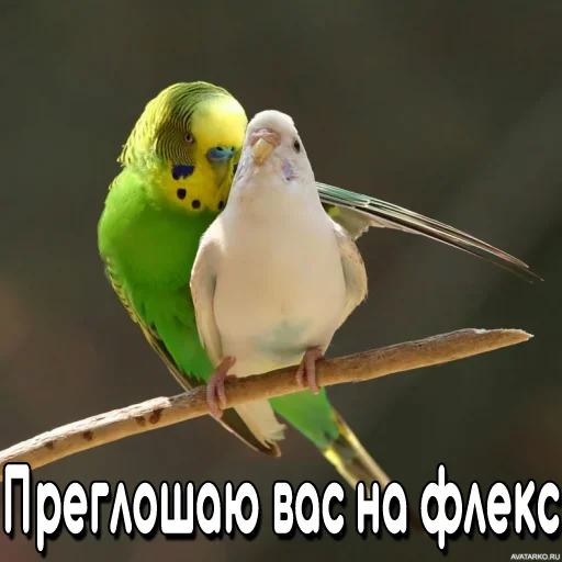 👯‍♀ Стикер «Флекс папуги» для Telegram