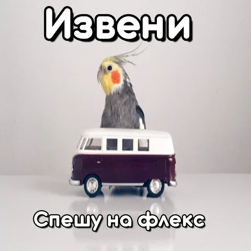 🚙 Стикер «Флекс папуги» для Telegram