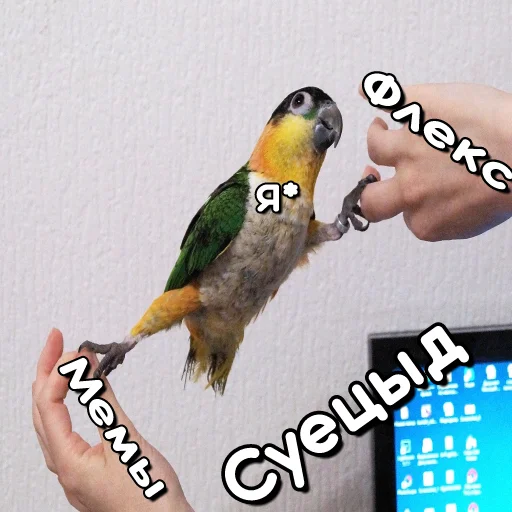 🧘‍♂️ Стикер «Флекс папуги» для Telegram