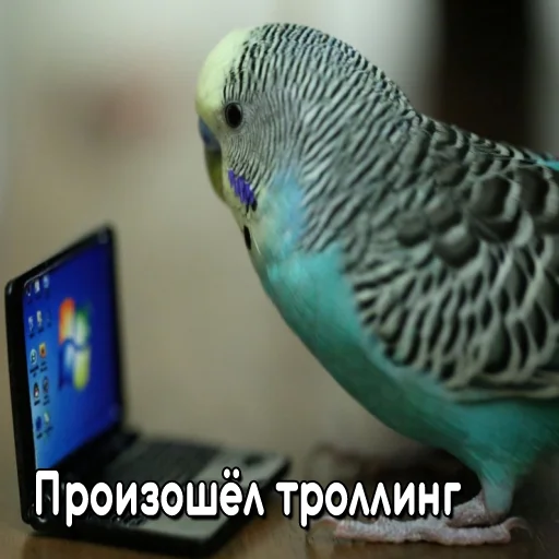 😂 Стикер «Флекс папуги» для Telegram