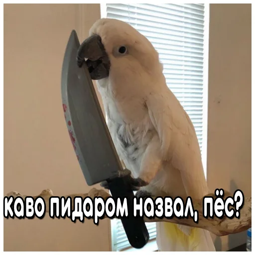 😈 Стикер «Флекс папуги» для Telegram