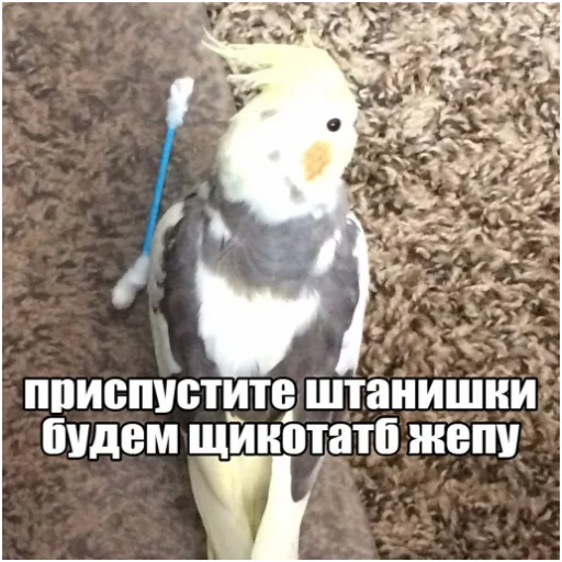 👖 Стикер «Флекс папуги» для Telegram