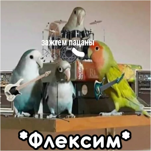 🎸 Стикер «Флекс папуги» для Telegram