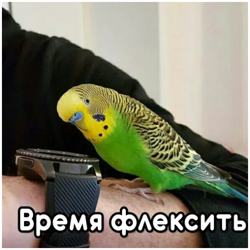 ⌚ Стикер «Флекс папуги» для Telegram