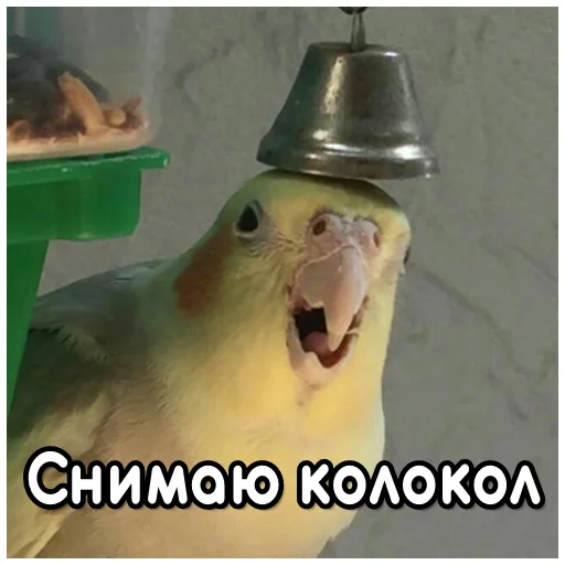 🔔 Стикер «Флекс папуги» для Telegram