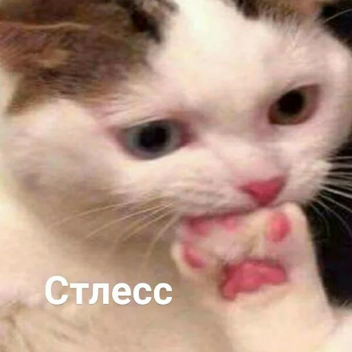😰 Стикер «для ПиДрУжЕк» для Telegram