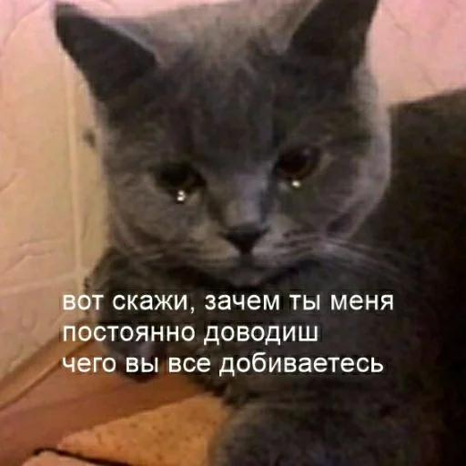 🖕 Стикер «для ПиДрУжЕк» для Telegram