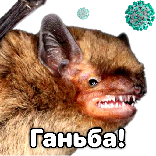 😡 Стикер «Поторочений кажан» для Telegram