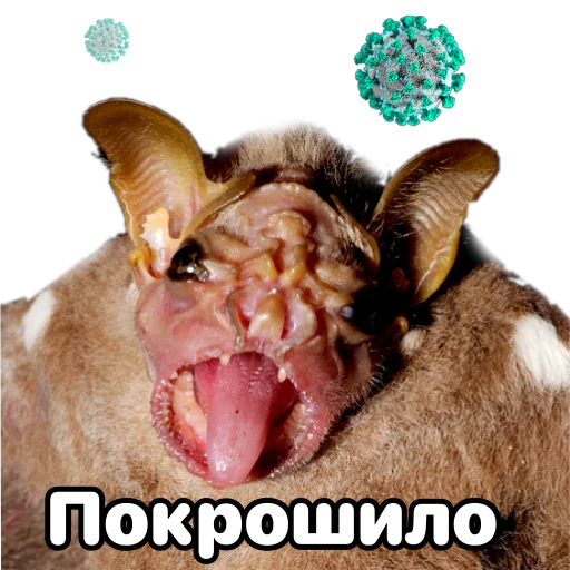 🥴 Стикер «Поторочений кажан» для Telegram