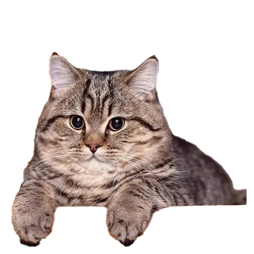 🐖 Стикер «Нищета и упадок» для Telegram
